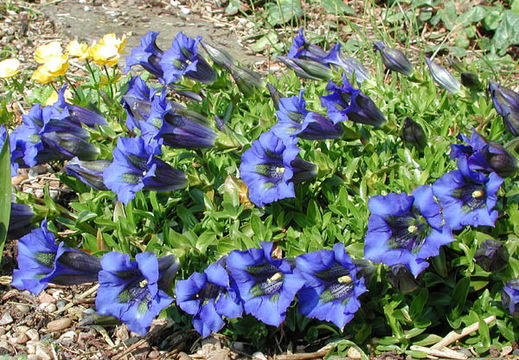 Image of Stemless Gentian