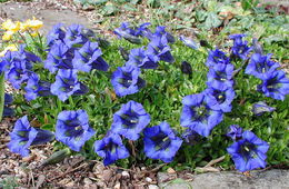 Image of Stemless Gentian