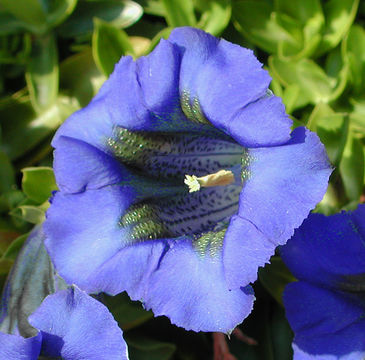 Image of Stemless Gentian