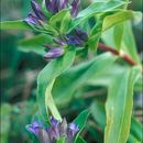 Gentiana cruciata L.的圖片