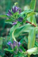 Image of Cross gentian