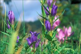 Image of marsh gentian