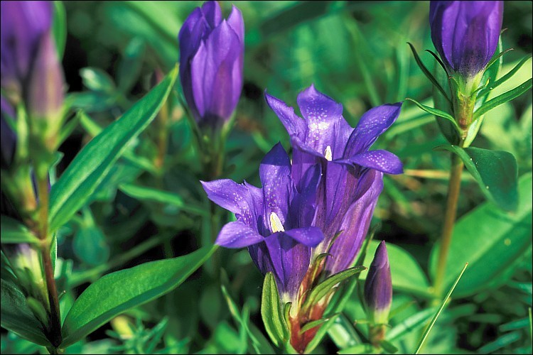 Image of marsh gentian