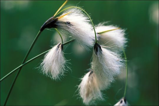 Image of common cottongrass