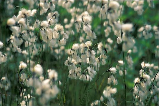 Image of common cottongrass