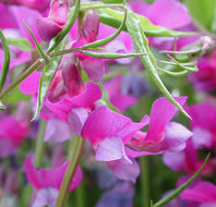 Image of spring pea