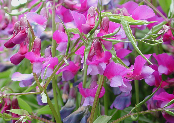 Image of spring pea