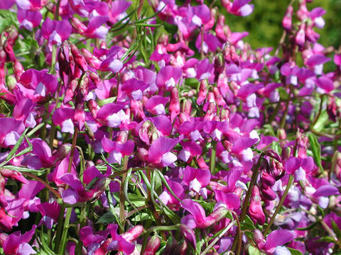 Image of spring pea