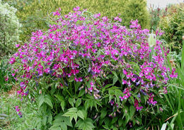 Image of spring pea