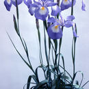 Image of Iris cycloglossa Wendelbo
