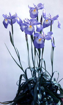 Imagem de Iris cycloglossa Wendelbo