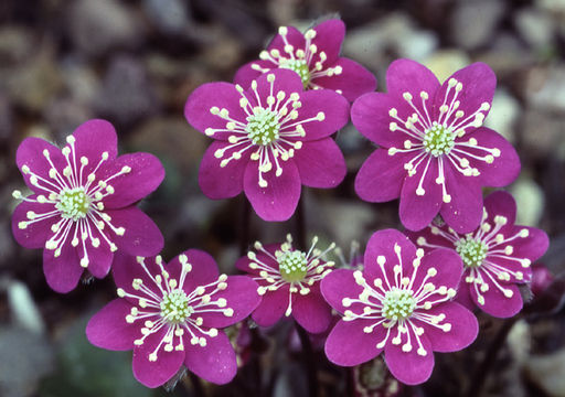 Image of American liverleaf