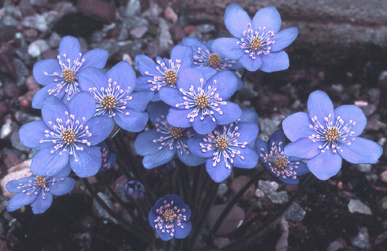 Plancia ëd Hepatica nobilis Schreb.