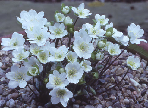 Слика од Hepatica nobilis Schreb.