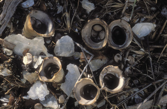 Image of white-egg bird's nest