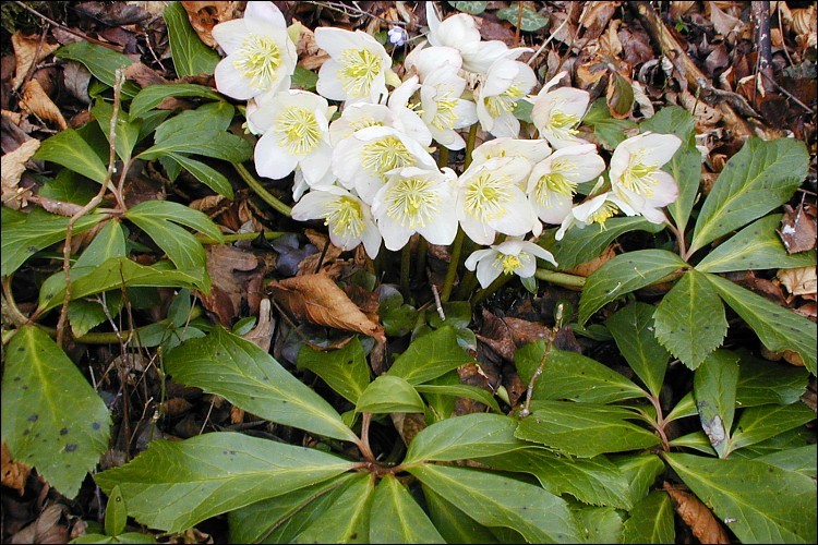 Image of black hellebore