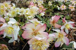 Image of black hellebore