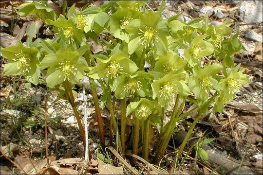 Image of Helleborus dumetorum W. & K. ex Willd.