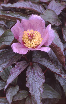 Plancia ëd Paeonia cambessedesii (Willk.) Willk.