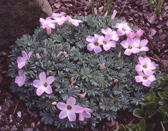 Image of Chilean Wood Sorrel