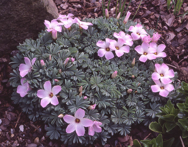 Слика од Oxalis adenophylla Gill.