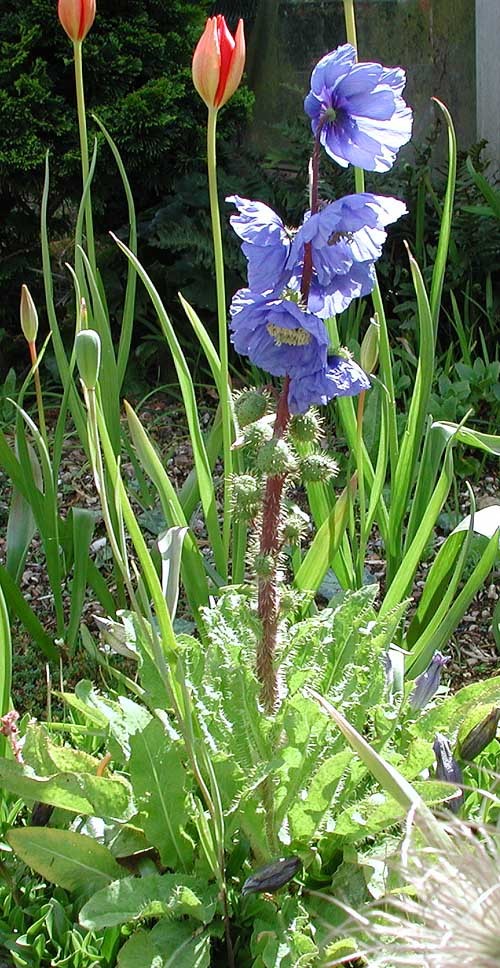 Image of Meconopsis horridula Hook. fil. & Thomson