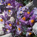 صورة Linaria alpina (L.) Mill.