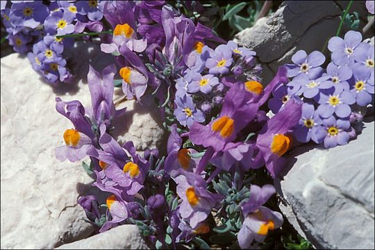 Imagem de Linaria alpina (L.) Mill.