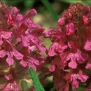 Image of whorled lousewort