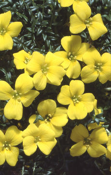 Image of Morisia monanthos (Viv.) Asch.