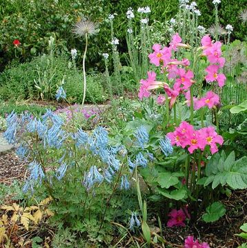 Image of blue corydalis