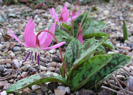 Image of Dog tooth lily