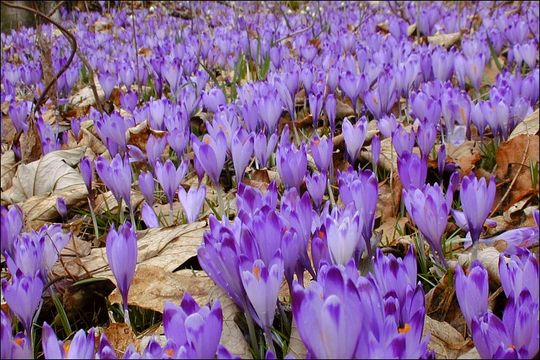 Image of <i>Crocus <i>vernus</i></i> ssp. vernus