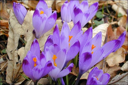 Image of <i>Crocus <i>vernus</i></i> ssp. vernus