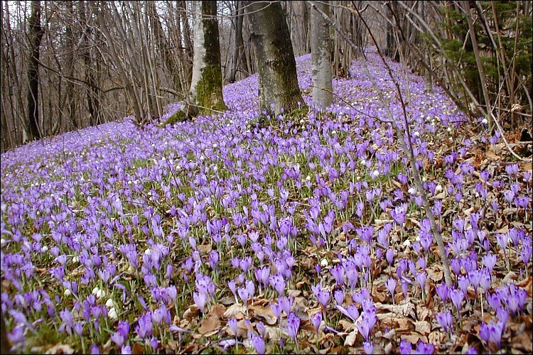 Image of <i>Crocus <i>vernus</i></i> ssp. vernus