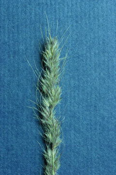 Image of foxtail muhly