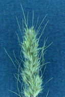 Слика од Muhlenbergia andina (Nutt.) Hitchc.