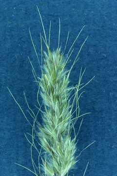 Image of foxtail muhly