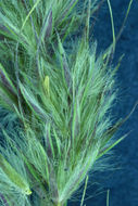 Image of foxtail muhly