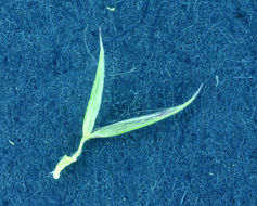 Image of foxtail muhly