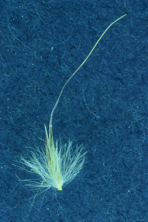 Image of foxtail muhly