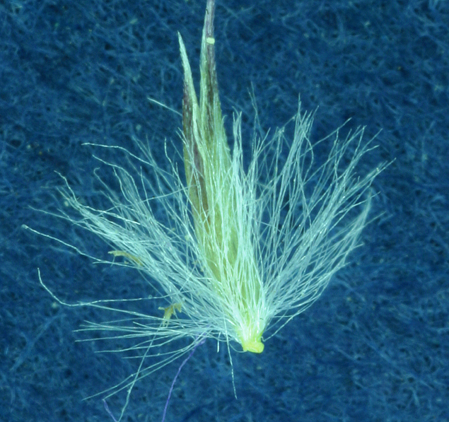 Image of foxtail muhly