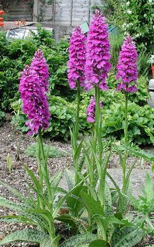 Image of Common spotted orchid