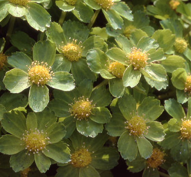 Image of <i>Hacquetia epipactis</i>