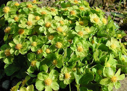 Image of <i>Hacquetia epipactis</i>