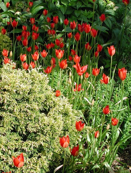 Image of Tulipa sprengeri Baker