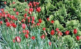 Image of Tulipa sprengeri Baker