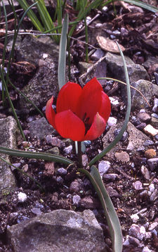 Image of Tulipa humilis Herb.