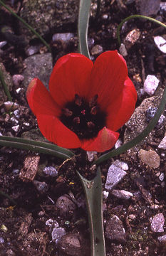 Image of Tulipa humilis Herb.