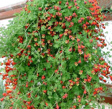 Image of Tropaeolum tricolor Sw.